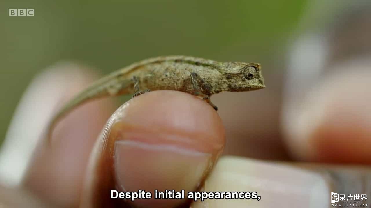 BBC纪录片《袖珍动物 Super Small Animals 2017》全1集