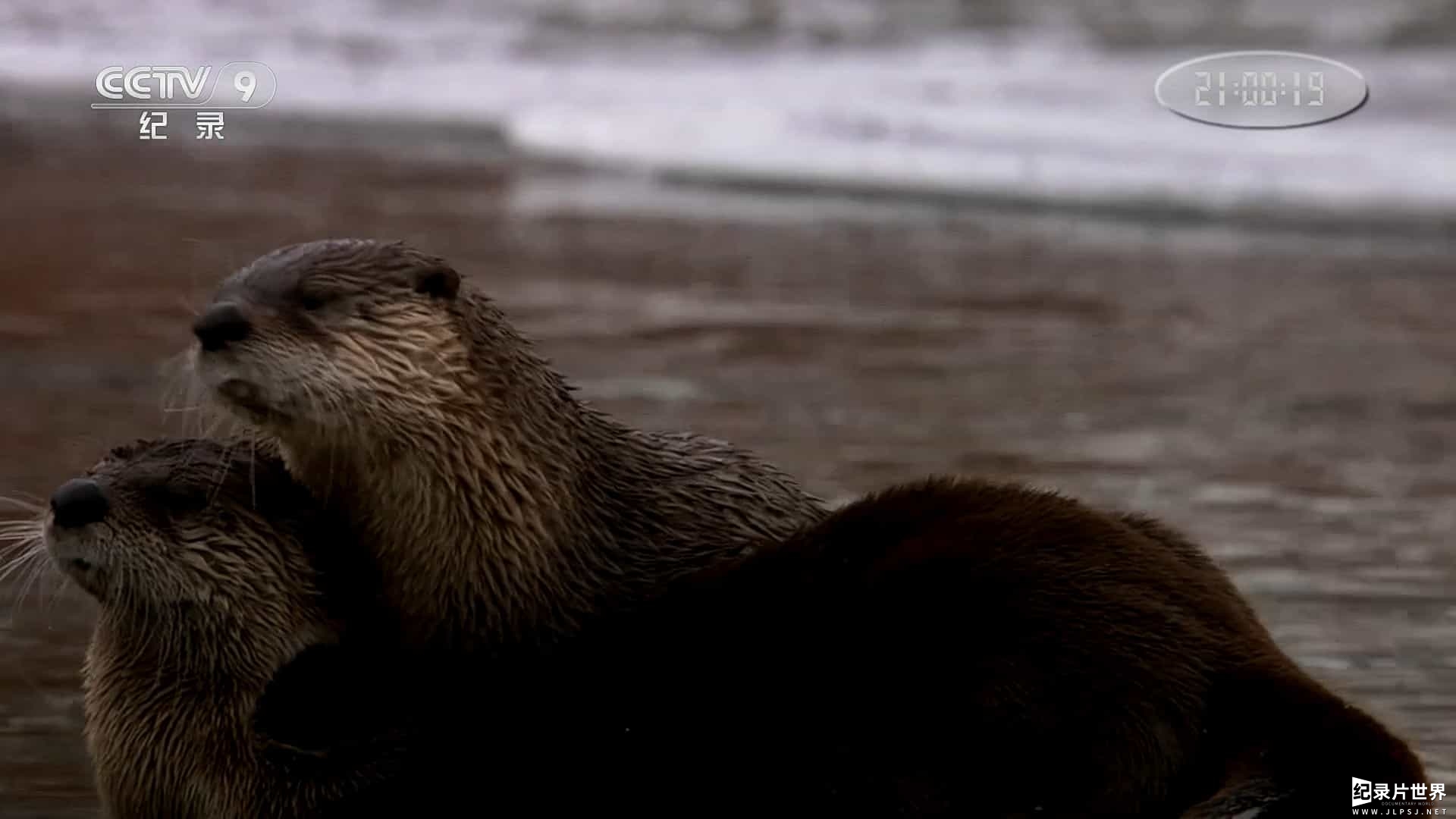 BBC纪录片《自然世界—超能水獭 Natural World Supercharged Otters 2017》全1集