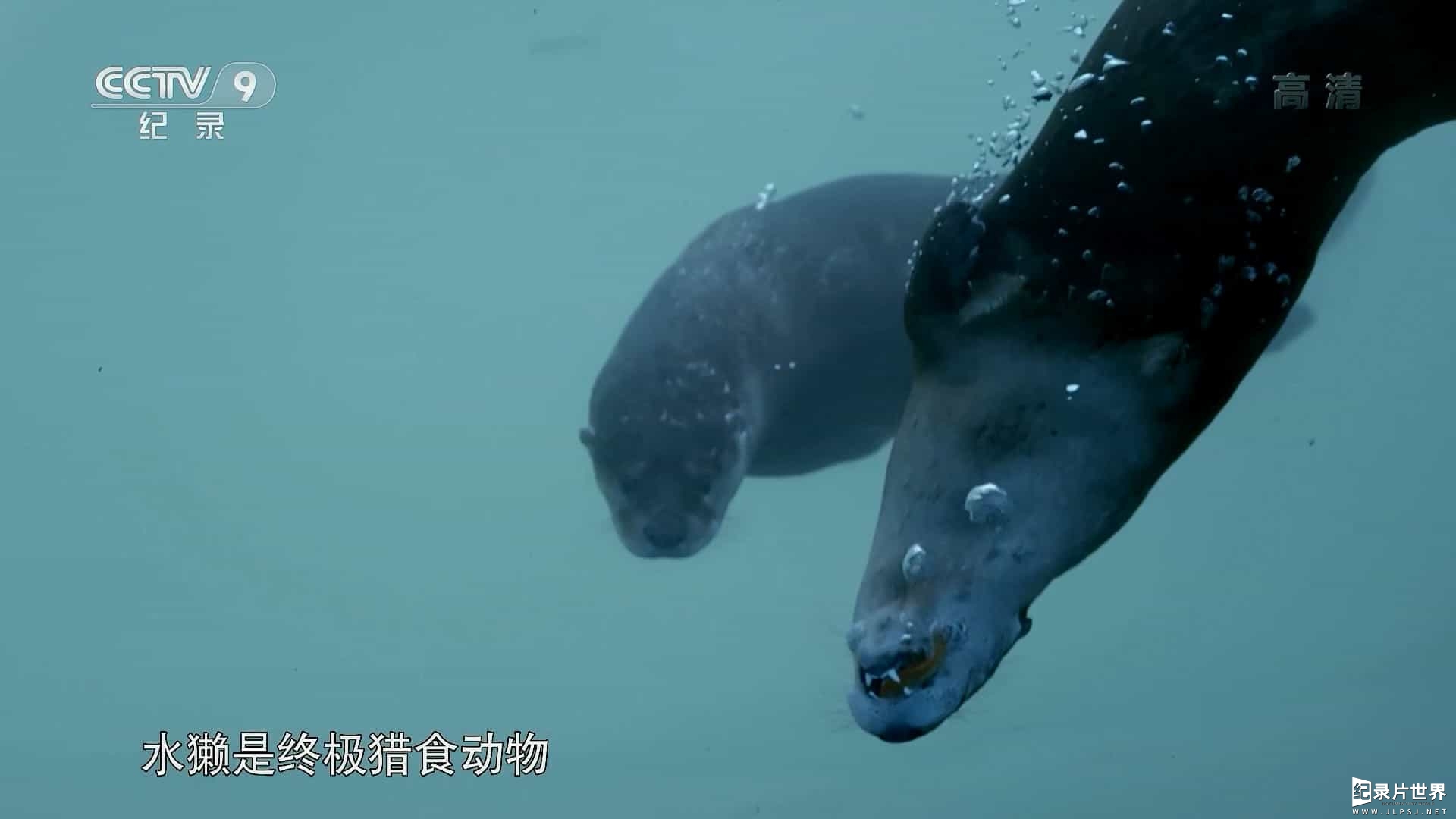 BBC纪录片《自然世界—超能水獭 Natural World Supercharged Otters 2017》全1集