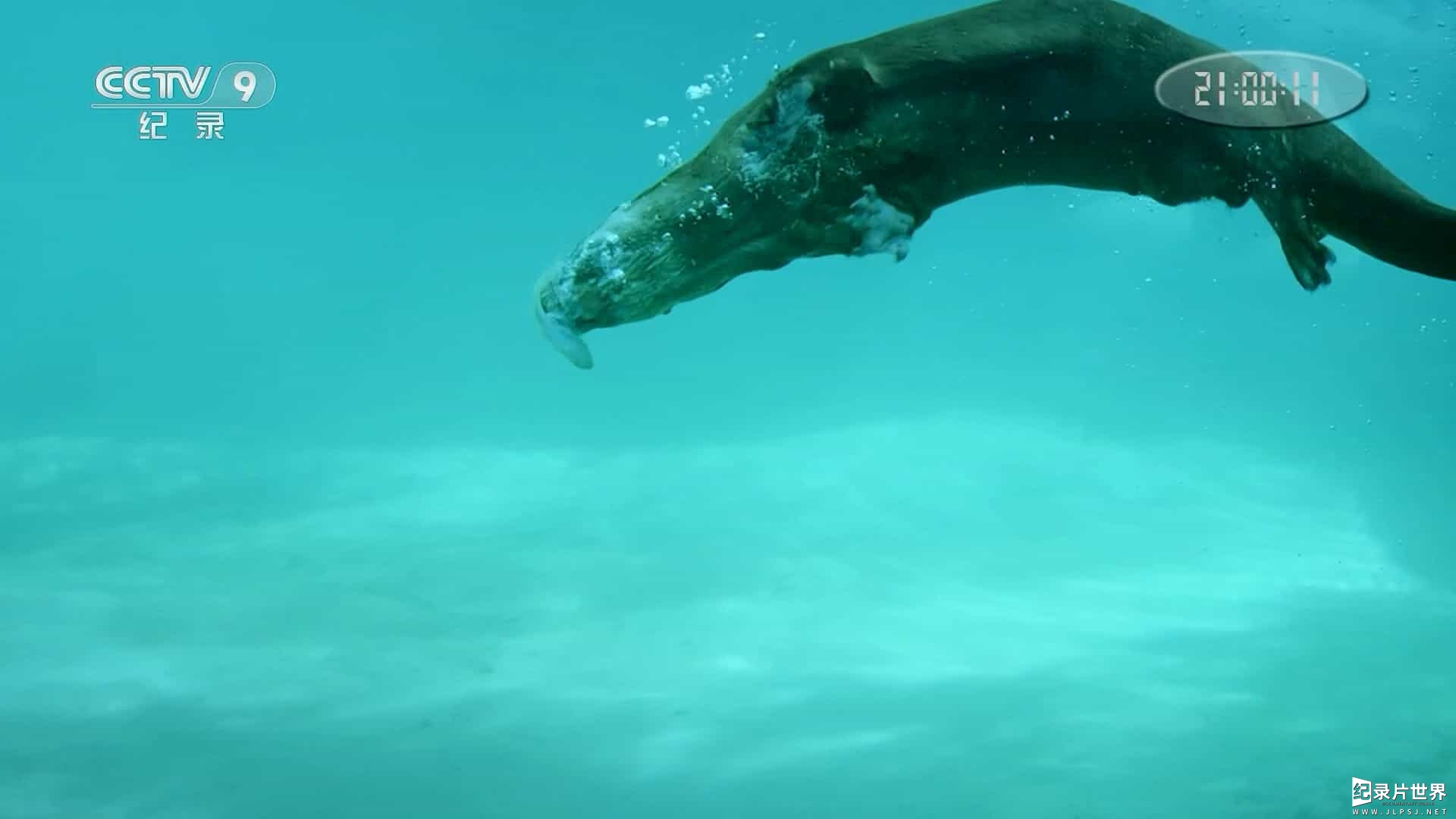 BBC纪录片《自然世界—超能水獭 Natural World Supercharged Otters 2017》全1集