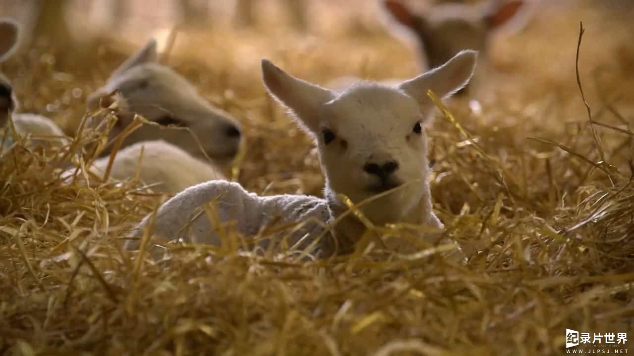 BBC纪录片《农场生活 This Farming Life 2016》第1-2季全24集
