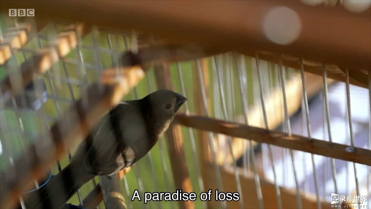 BBC纪录片《克里斯·奥菲利：笼中鸟之歌 Chris Ofili The Caged Bird's Song 2017》全1集