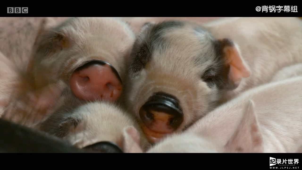 BBC纪录片《猪之歌/爱猪人和吃猪人 Oink: Man Loves Pig 2017》全1集