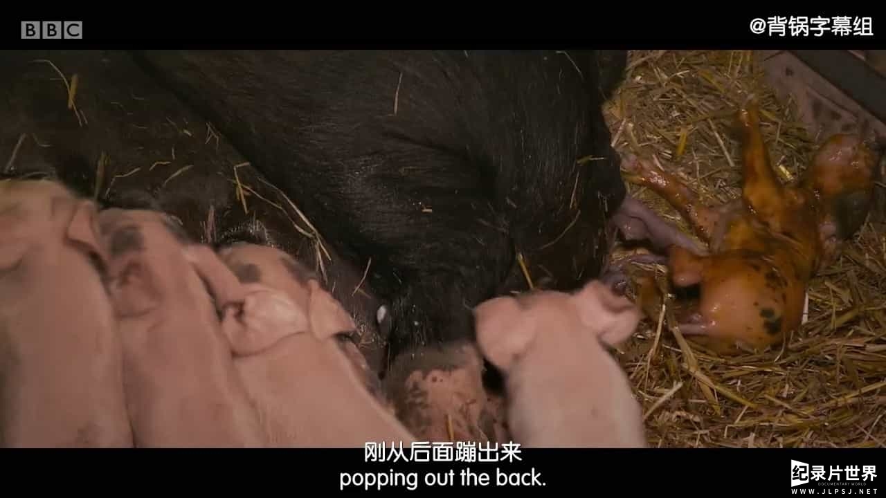 BBC纪录片《猪之歌/爱猪人和吃猪人 Oink: Man Loves Pig 2017》全1集