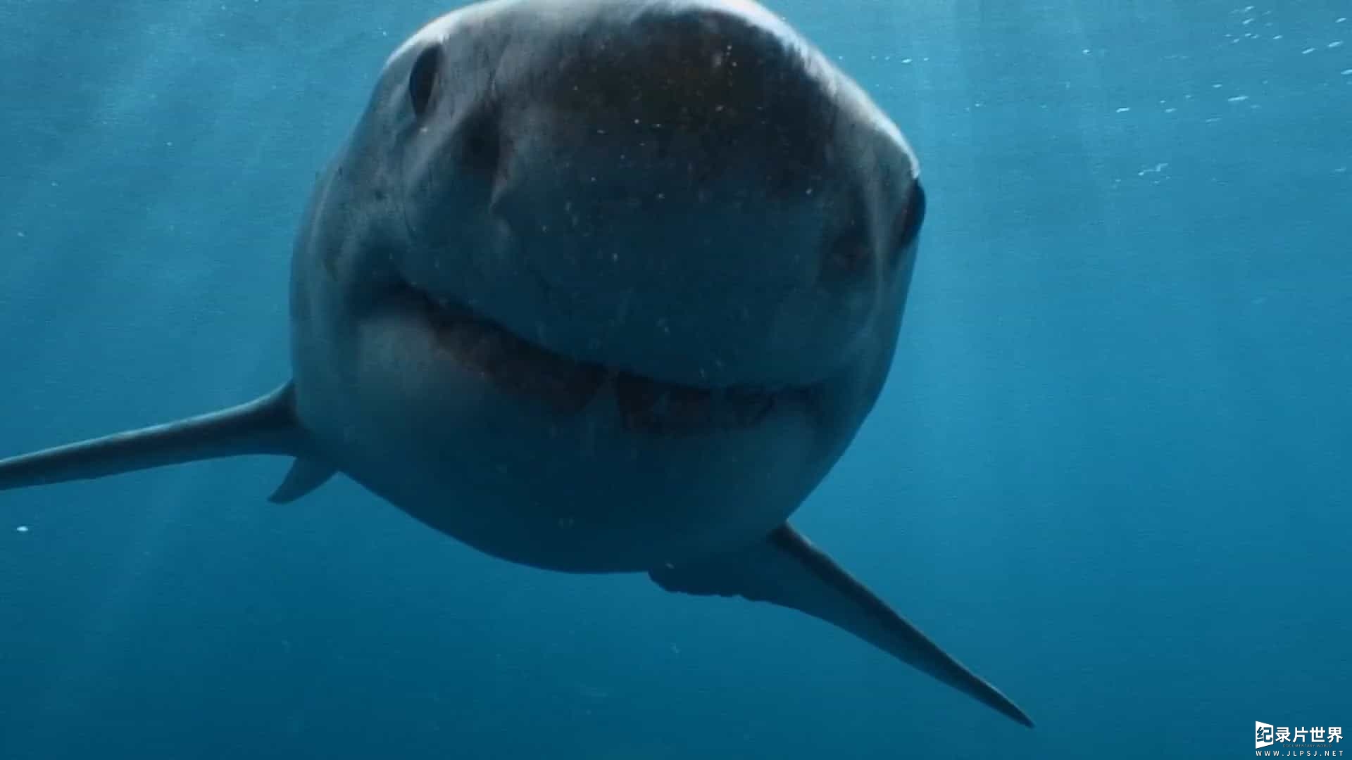 国家地理《虎鲸对上大白鲨 Orca vs. Great White 2021》全1集