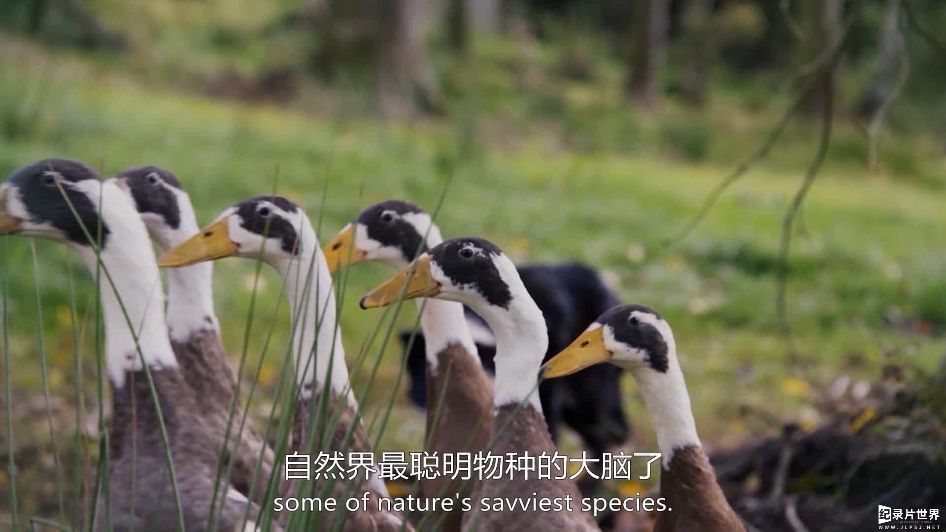 BBC纪录片《动物界的爱因斯坦 Chris Packham's Animal Einsteins 2021》第1季全6集