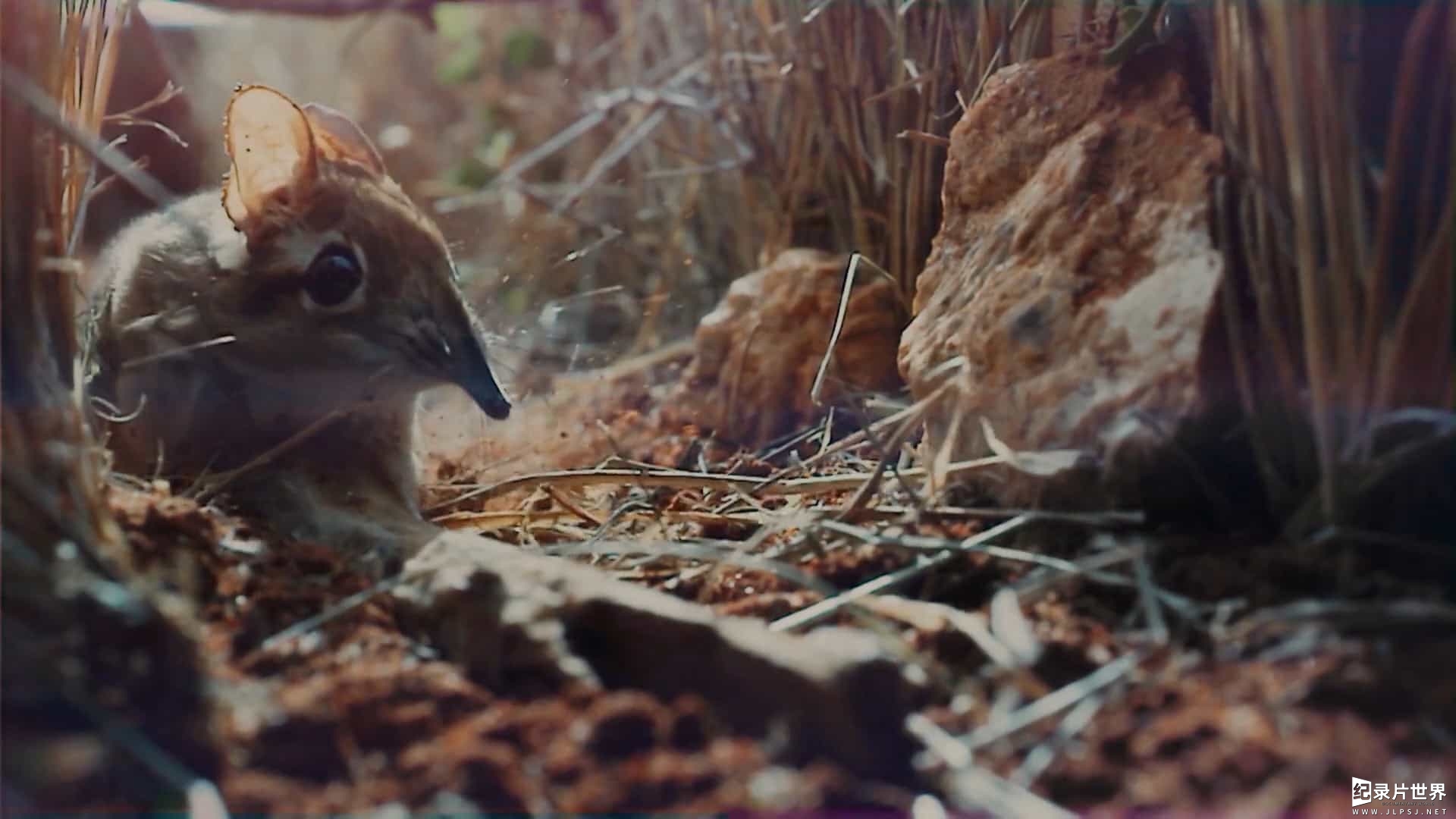 BBC纪录片《动物界的爱因斯坦 Chris Packham's Animal Einsteins 2021》第1季全6集