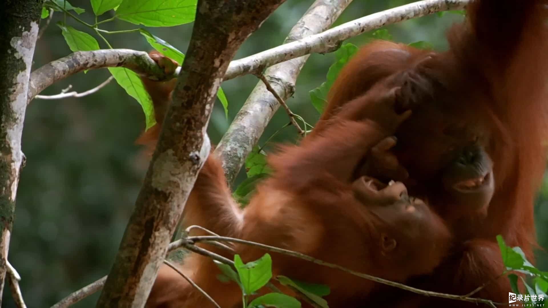 BBC纪录片《世界上最狡猾的动物 World's Sneakiest Animals 2016》全3集