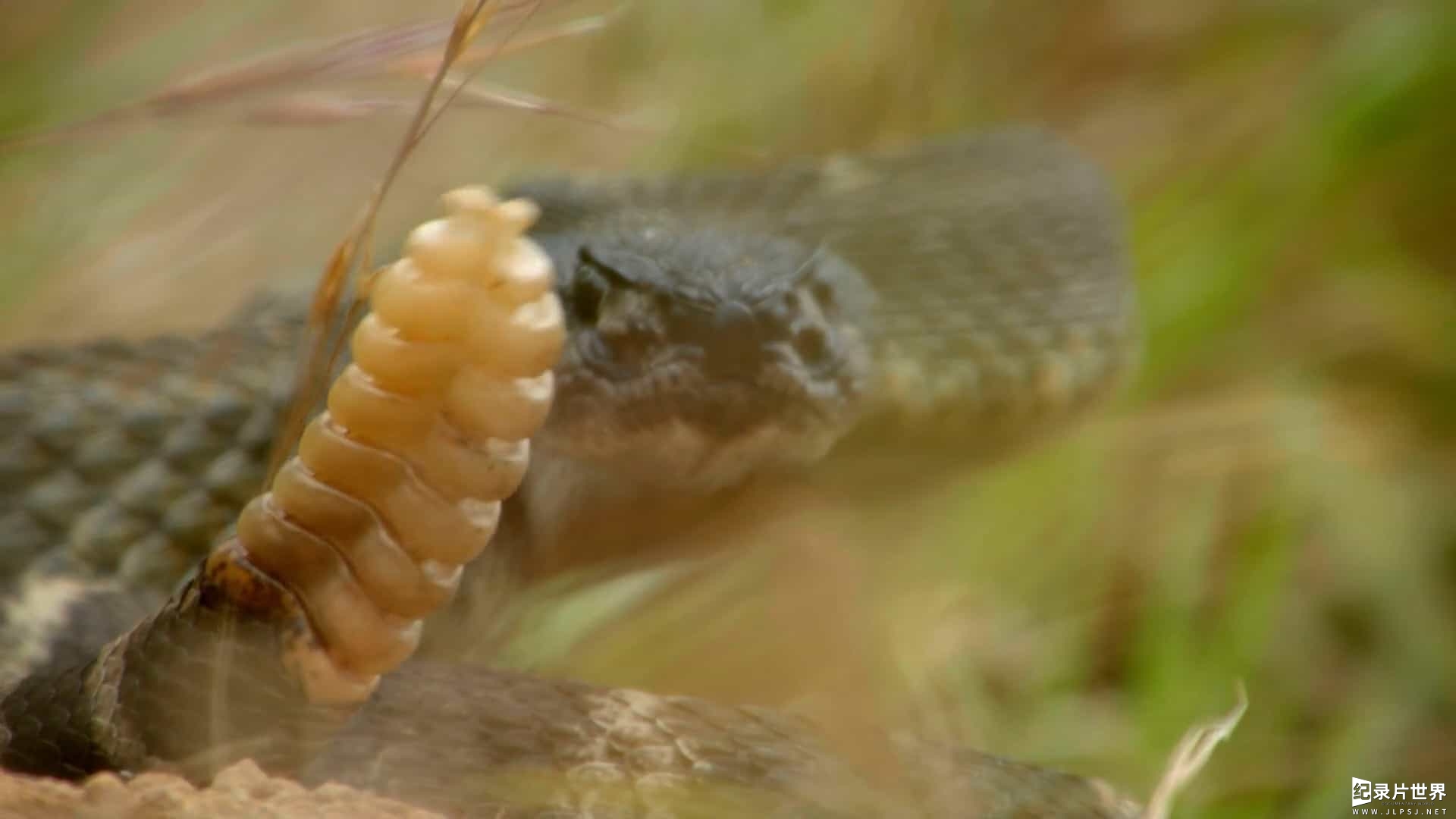 BBC纪录片《世界上最狡猾的动物 World's Sneakiest Animals 2016》全3集