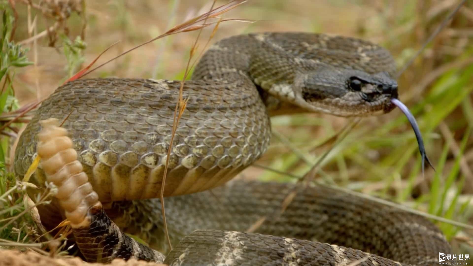 BBC纪录片《世界上最狡猾的动物 World's Sneakiest Animals 2016》全3集