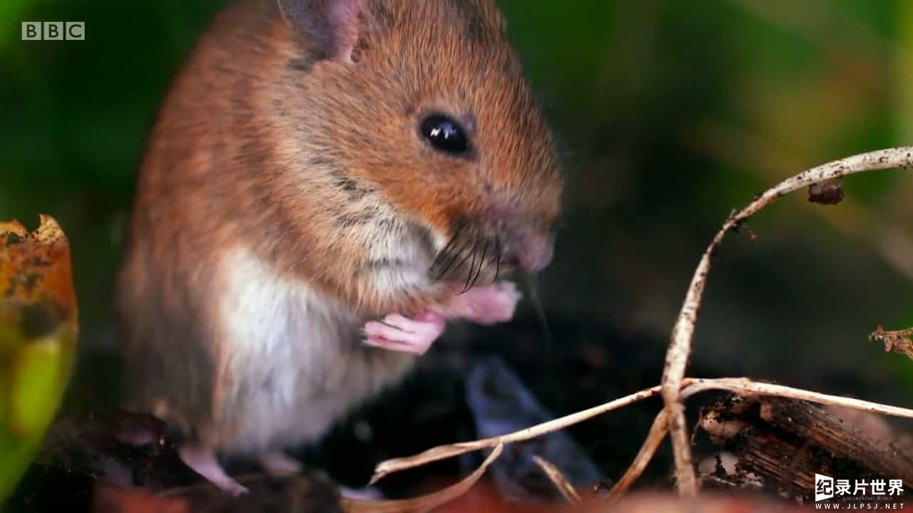 BBC纪录片《英国花园：草坪上的生物 The British Garden Life and Death on Your Lawn 2017》全1集