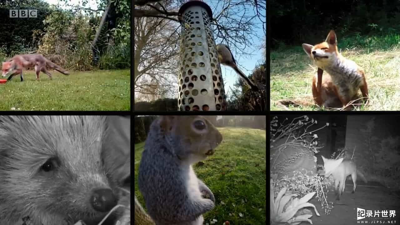 BBC纪录片《英国花园：草坪上的生物 The British Garden Life and Death on Your Lawn 2017》全1集