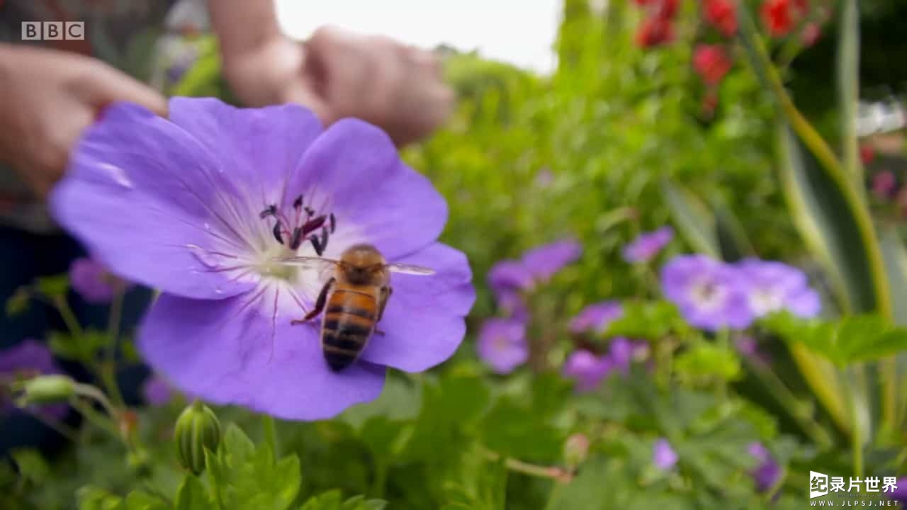 BBC纪录片《英国花园：草坪上的生物 The British Garden Life and Death on Your Lawn 2017》全1集