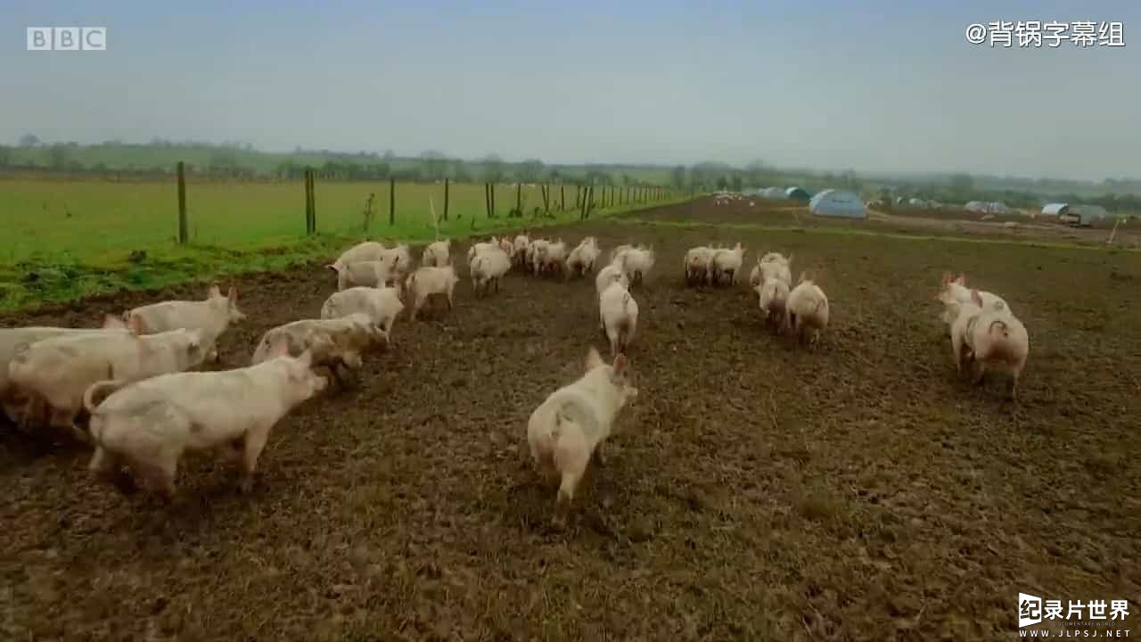 BBC纪录片《人和猪的故事 Storyville Oink Man Loves Pig 2017》全1集