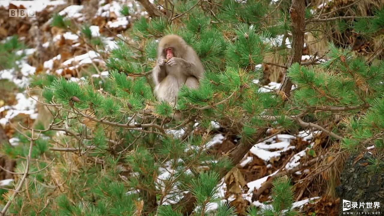 BBC纪录片《日本狂野北部/日本北部荒野 Japan's Northern Wilderness 2017》全1集