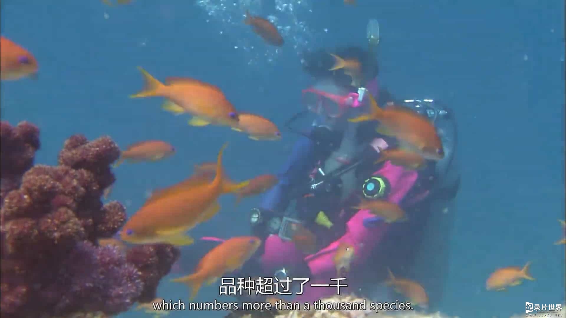 NHK纪录片《自然奇境》第1-11季全117集