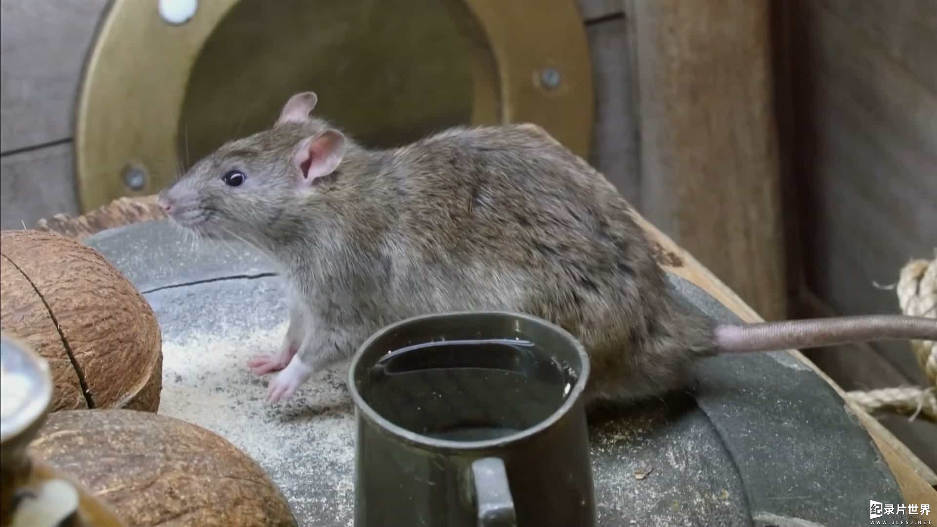  BBC纪录片《鼠女 Rat Woman 2022》全1集