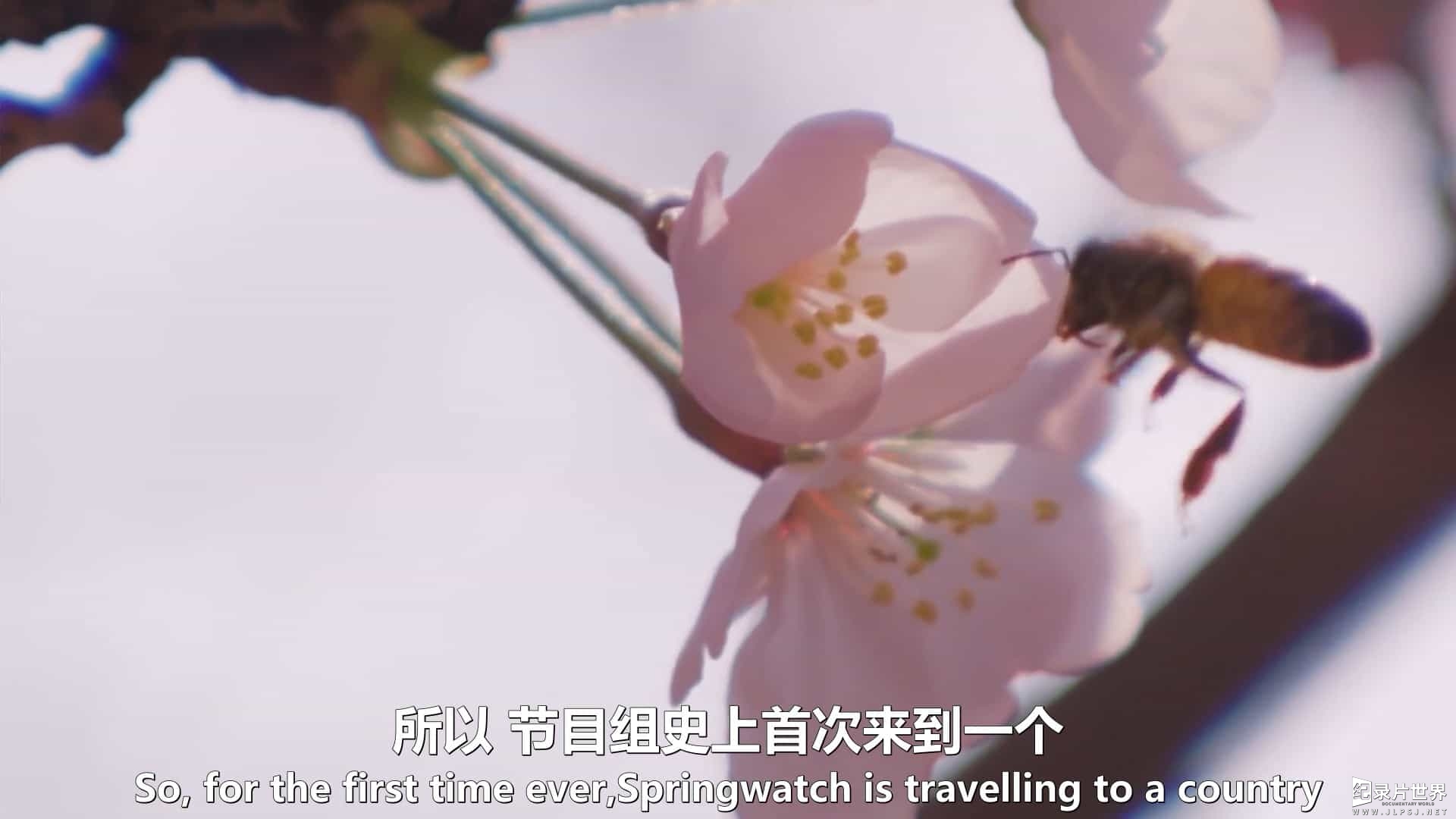 BBC纪录片《日本赏春—樱花盛开时节 Springwatch in Japan Cherry Blossom Time 2017》全1集