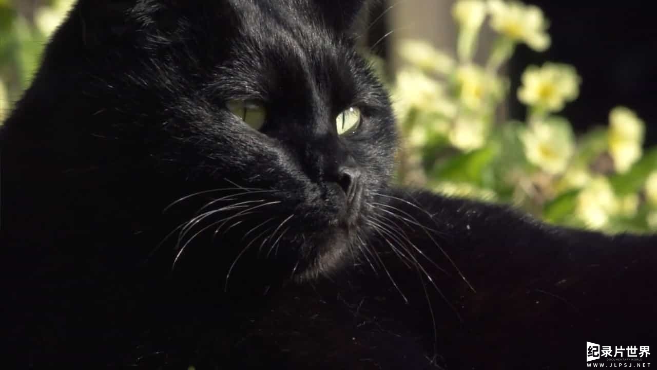 BBC纪录片 地平线系列《猫咪的秘密生活/ 喵星人日记/猫的秘密/喵星人的秘密生活 The Secret Life of the Cat》全1集 