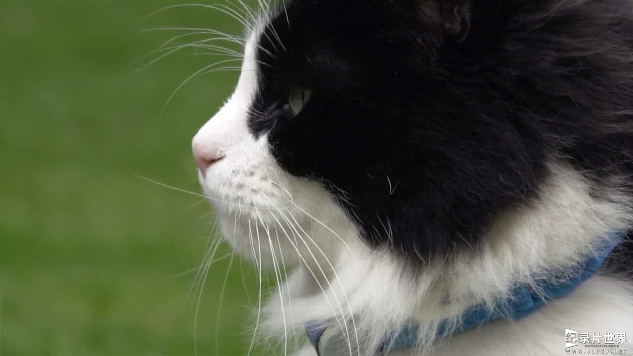 BBC纪录片 地平线系列《猫咪的秘密生活/ 喵星人日记/猫的秘密/喵星人的秘密生活 The Secret Life of the Cat》全1集 