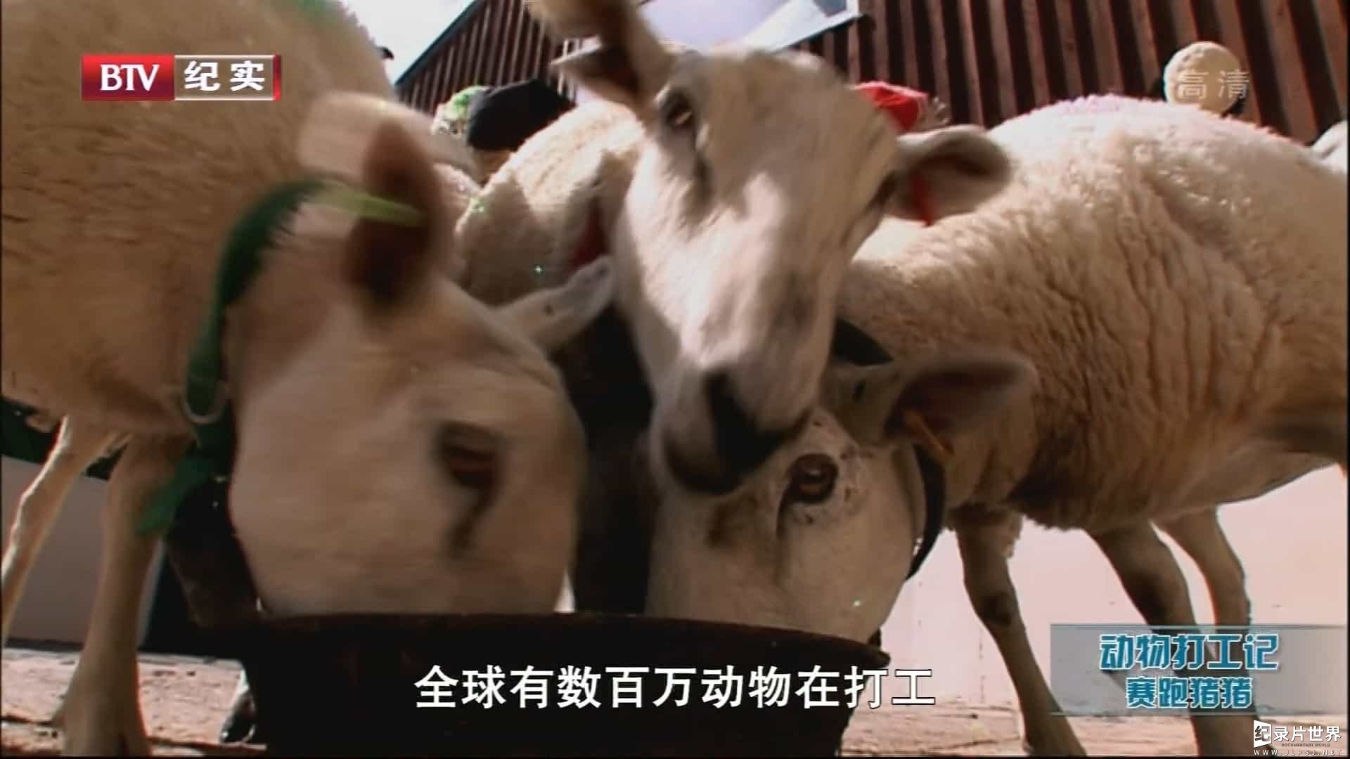 BBC纪录片《动物打工记 Animals at Work》全8集