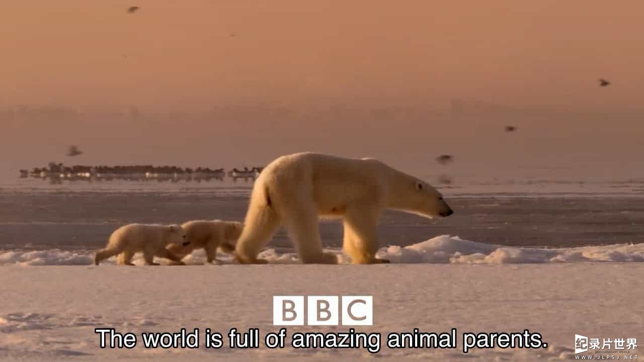 BBC纪录片《动物超级父母 Animal Super Parents》全3集