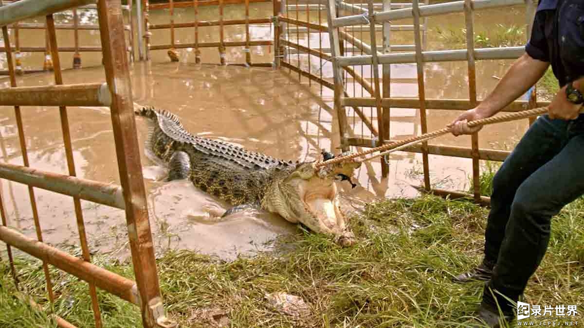 Netflix纪录片《野鳄之境 Wild Croc Territory 2022》第1季全10集