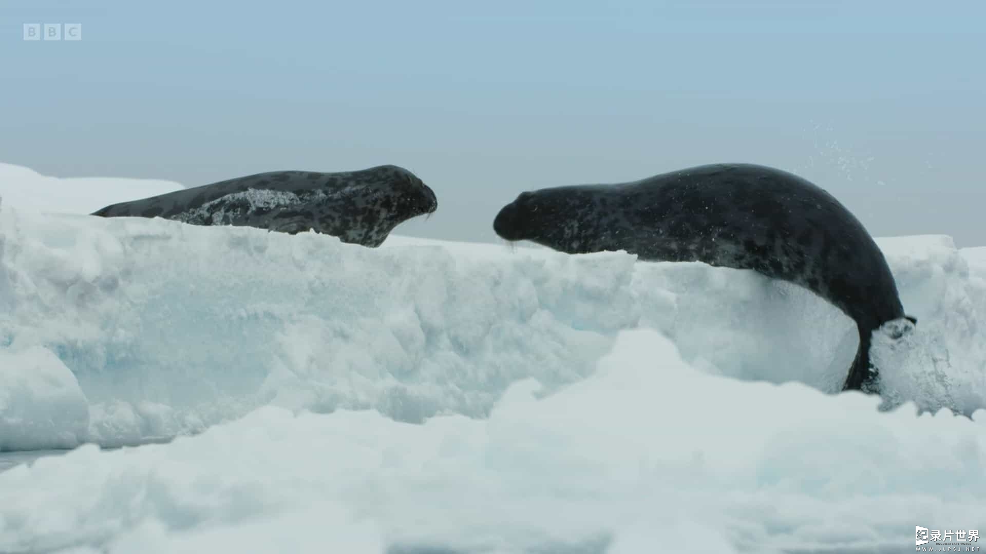 BBC纪录片《冰冻星球 Frozen Planet II 2022》第2季 全6集