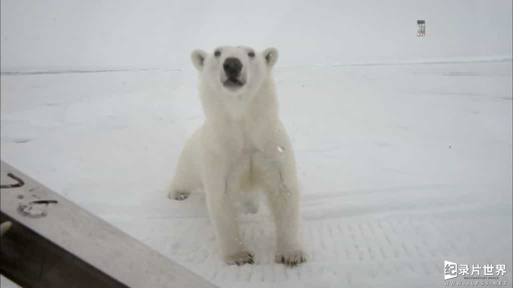 BBC纪录片《我和北极熊一家 The Polar Bear Family》全3集