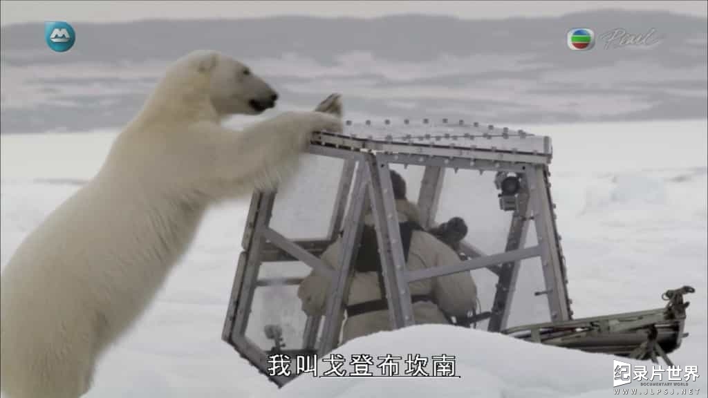 BBC纪录片《我和北极熊一家 The Polar Bear Family》全3集