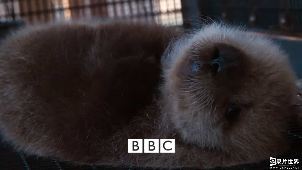 BBC纪录片《超萌动物/无比可爱的动物 Super Cute Animals 2015》全1集