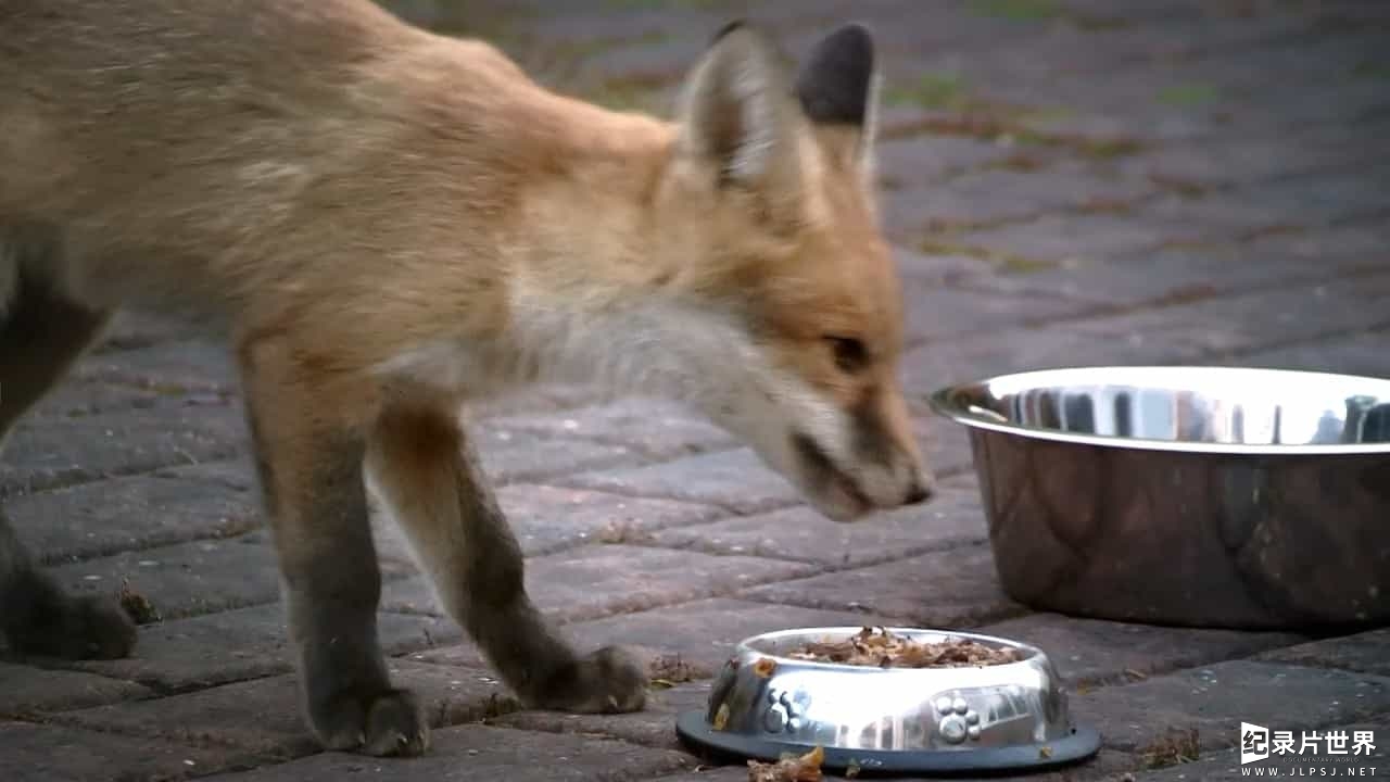 BBC纪录片《狐狸生存之战 Fox Wars》全1集