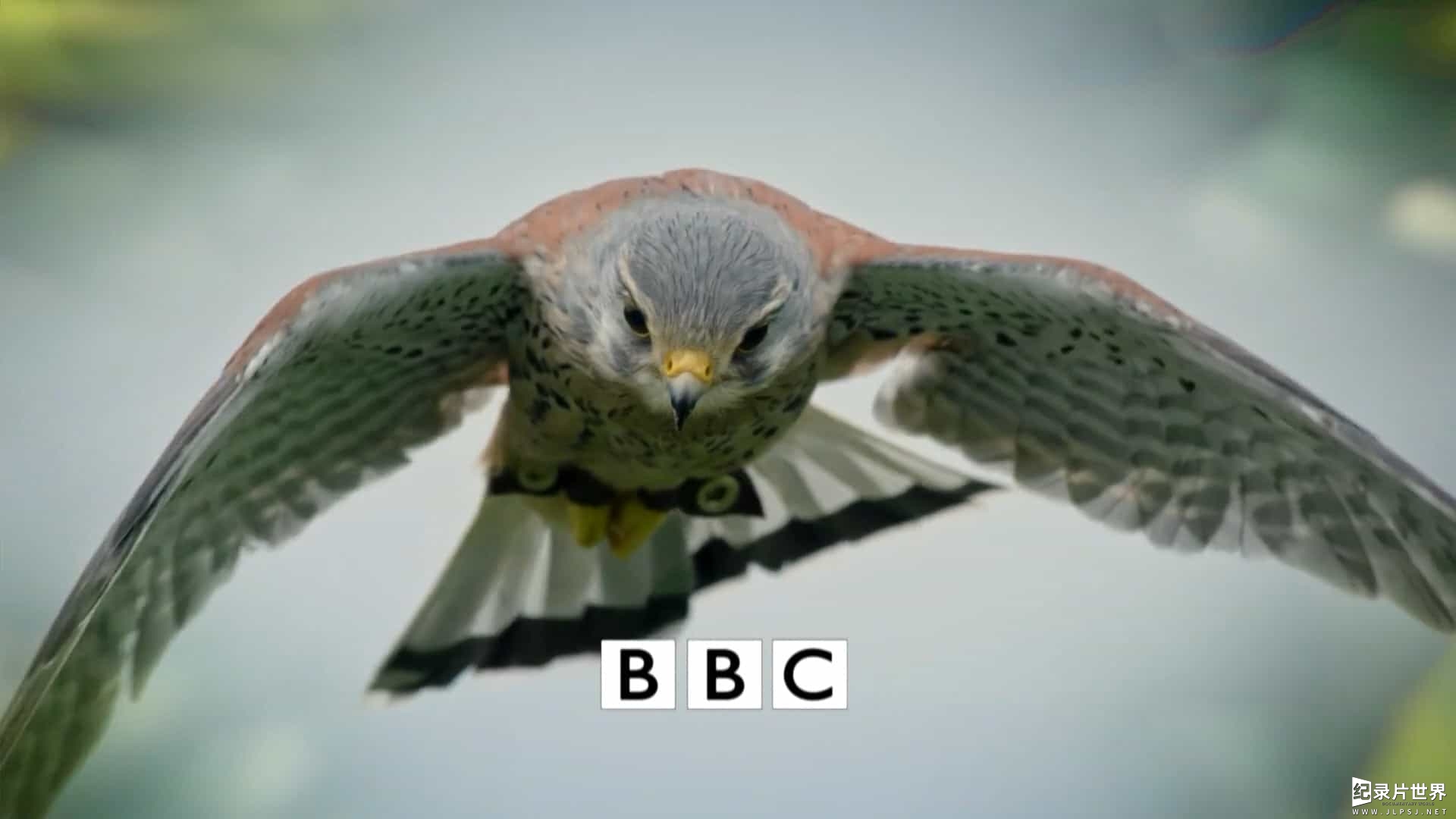 BBC纪录片《赏春 Springwatch 2017》全12集