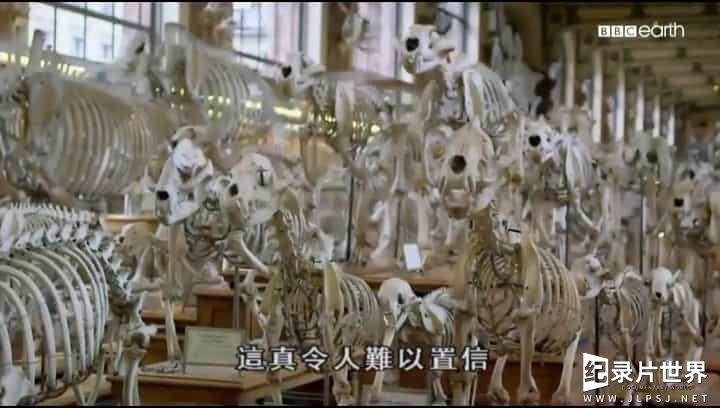BBC纪录片《骨骼的秘密/骨骼的奥秘  Secrets of Bones 》全1集
