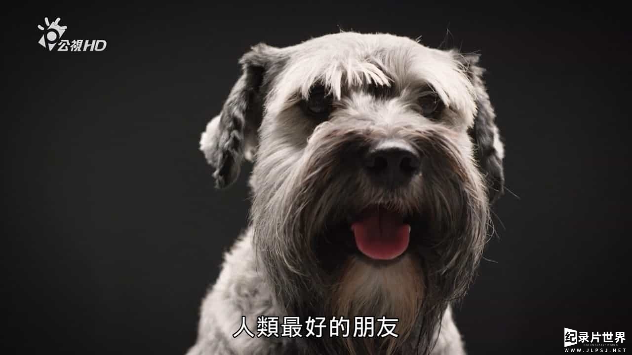 BBC纪录片《狗儿当家/狗狗秘闻 The Secret Life of the Dog》全1集