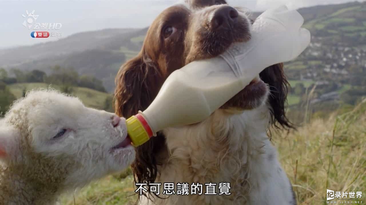 BBC纪录片《狗儿当家/狗狗秘闻 The Secret Life of the Dog》全1集