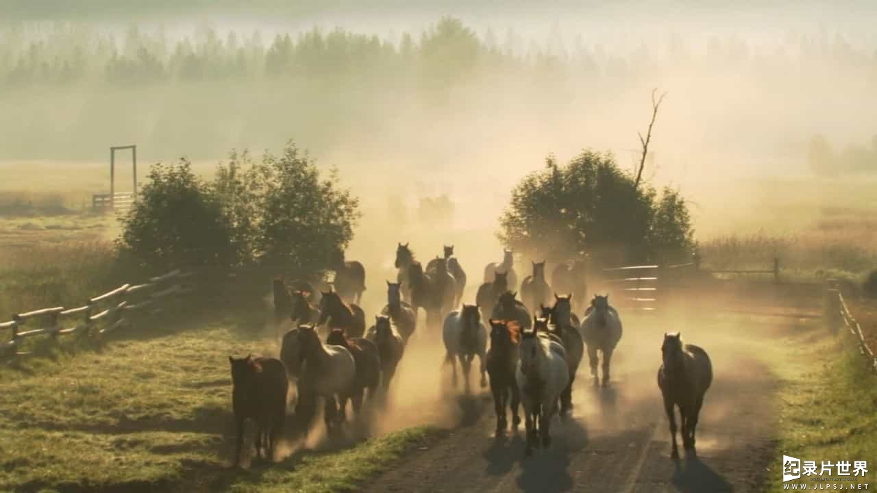 BBC纪录片《巴克:真正的马语者 Buck The Real Horse Whisperer》全1集