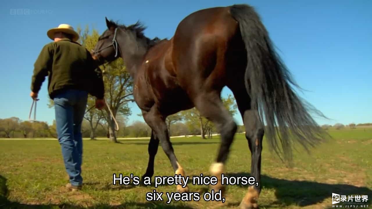BBC纪录片《巴克:真正的马语者 Buck The Real Horse Whisperer》全1集