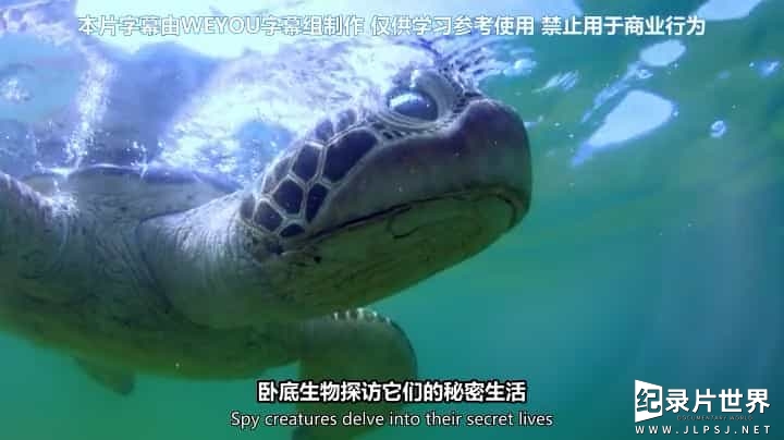 BBC纪录片《卧底海豚帮/海豚：双重间谍 Dolphins - Spy in the Pod》全2集