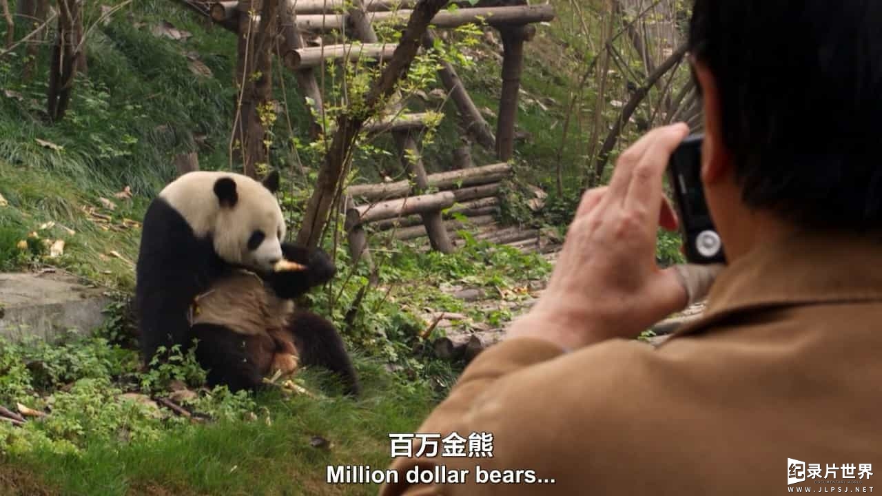 BBC纪录片《自然世界:大熊猫缔造者 The Natural World: Panda Make》全1集