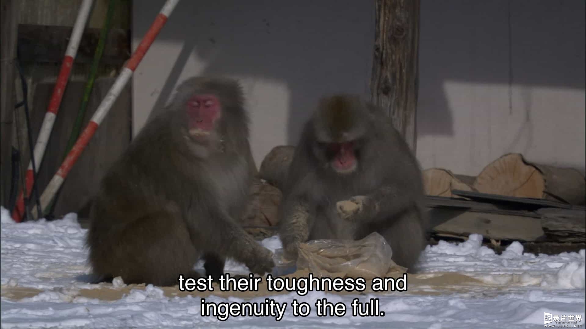 BBC纪录片《自然世界:雪猿 Natural World Snow Monkeys 2009》全1集