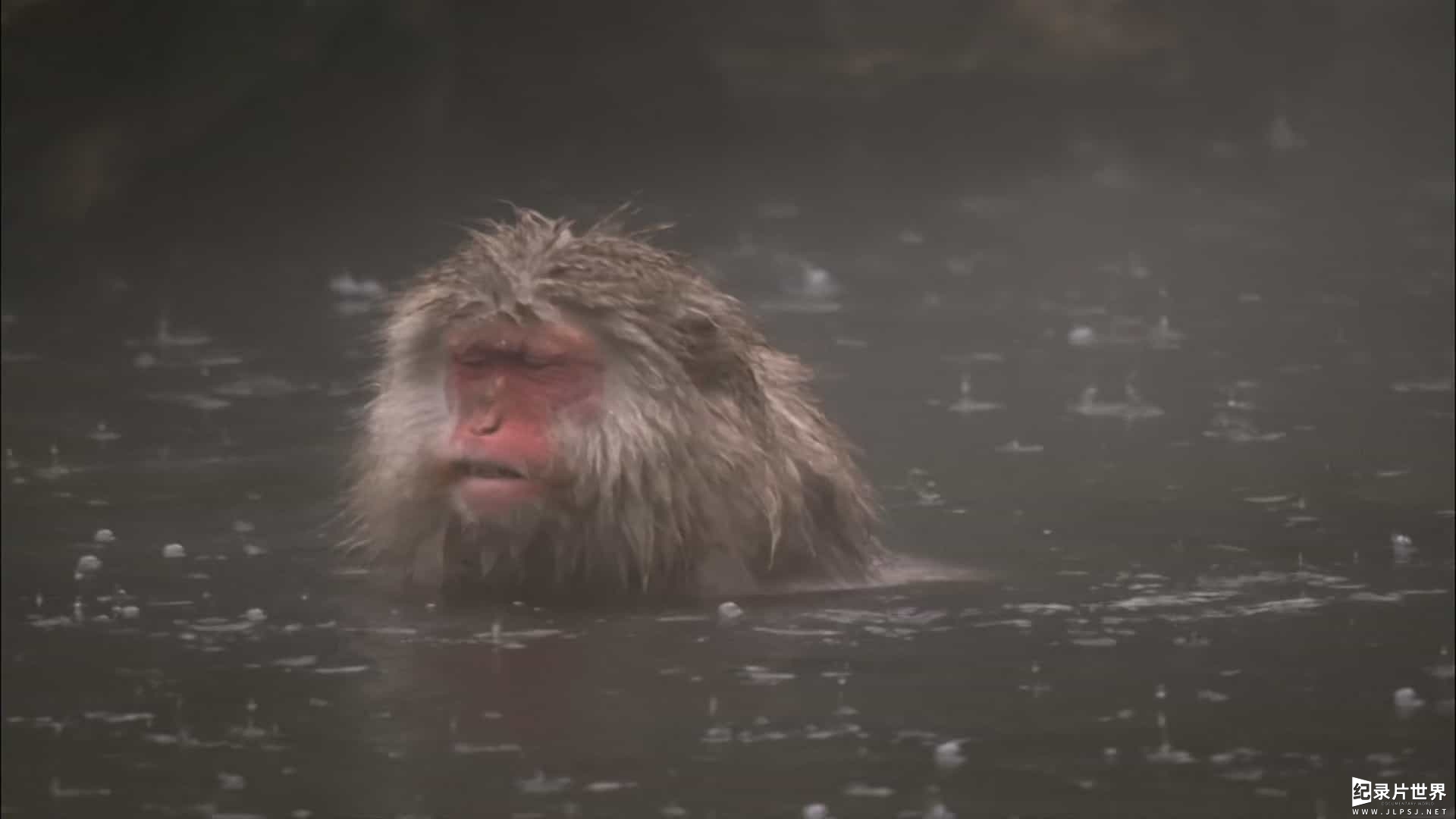 BBC纪录片《自然世界:雪猿 Natural World Snow Monkeys 2009》全1集