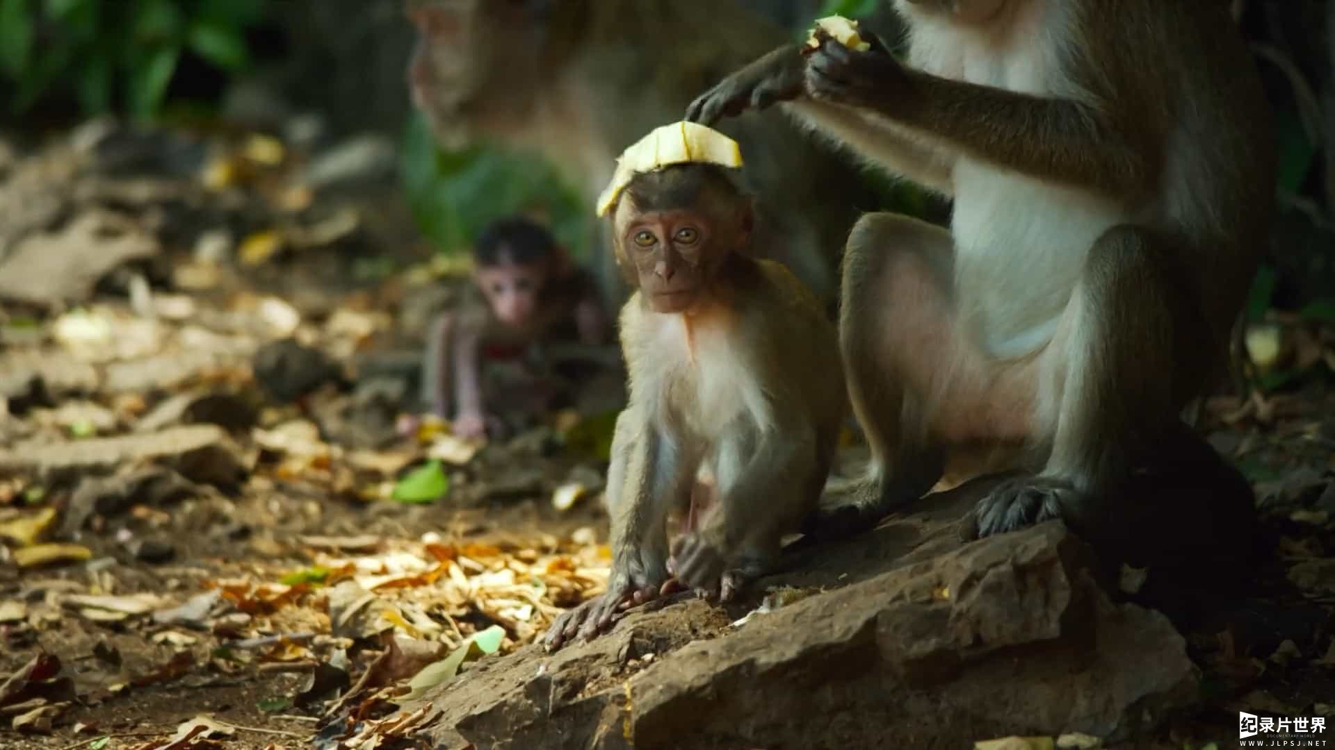 BBC纪录片《泰国 地球上的热带天堂 Thailand Earths Tropical Paradise 2017》全2集