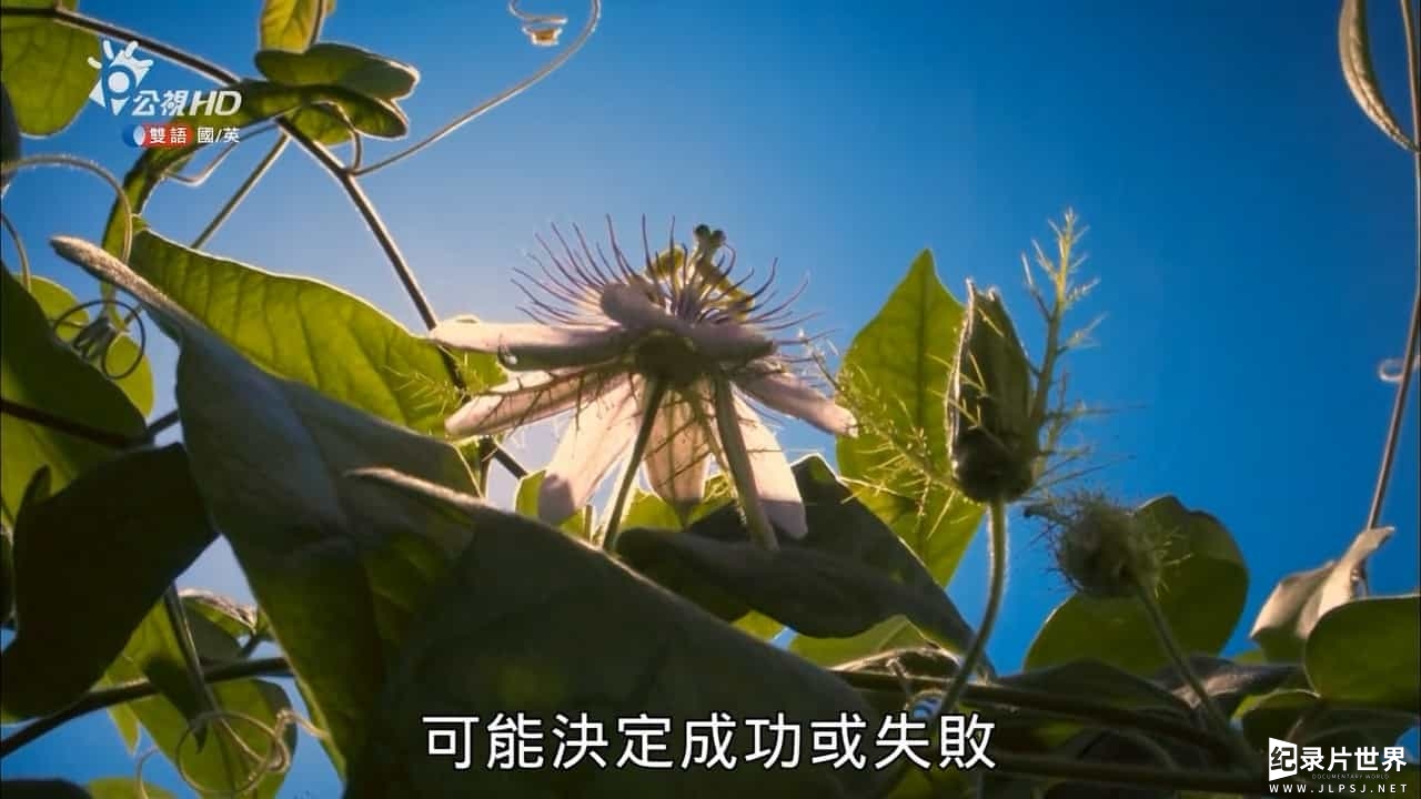 BBC纪录片《地球24小时/地球一日/狂野地球一日纪实 24 Hours on Earth》全2集