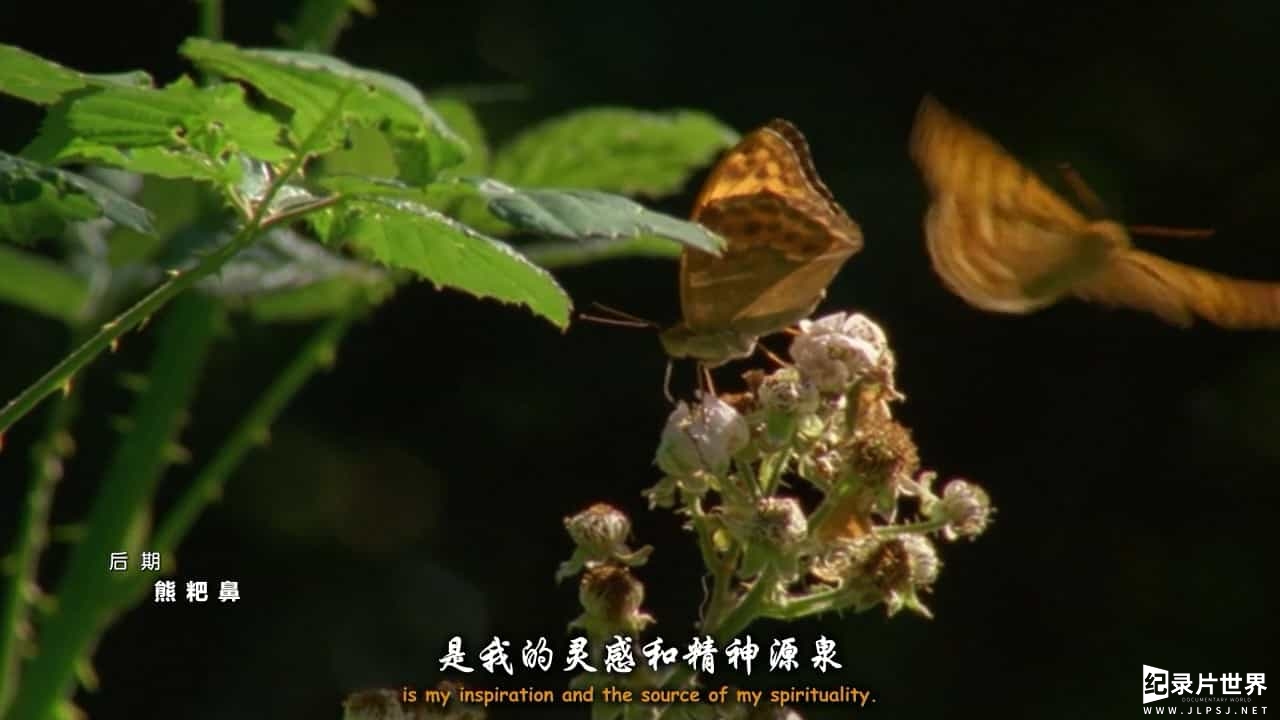 BBC纪录片《自然世界 地球朝圣者 Natural World Earth Pilgrim A Year on Dartmoor》全1集