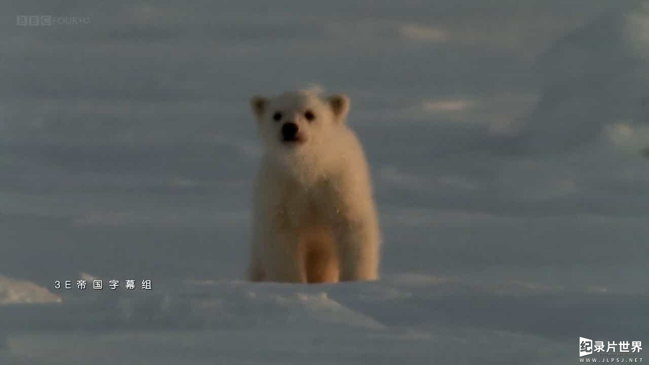 BBC纪录片《北极熊和灰熊 世界之极的熊 Bears on Top of the World》全1集