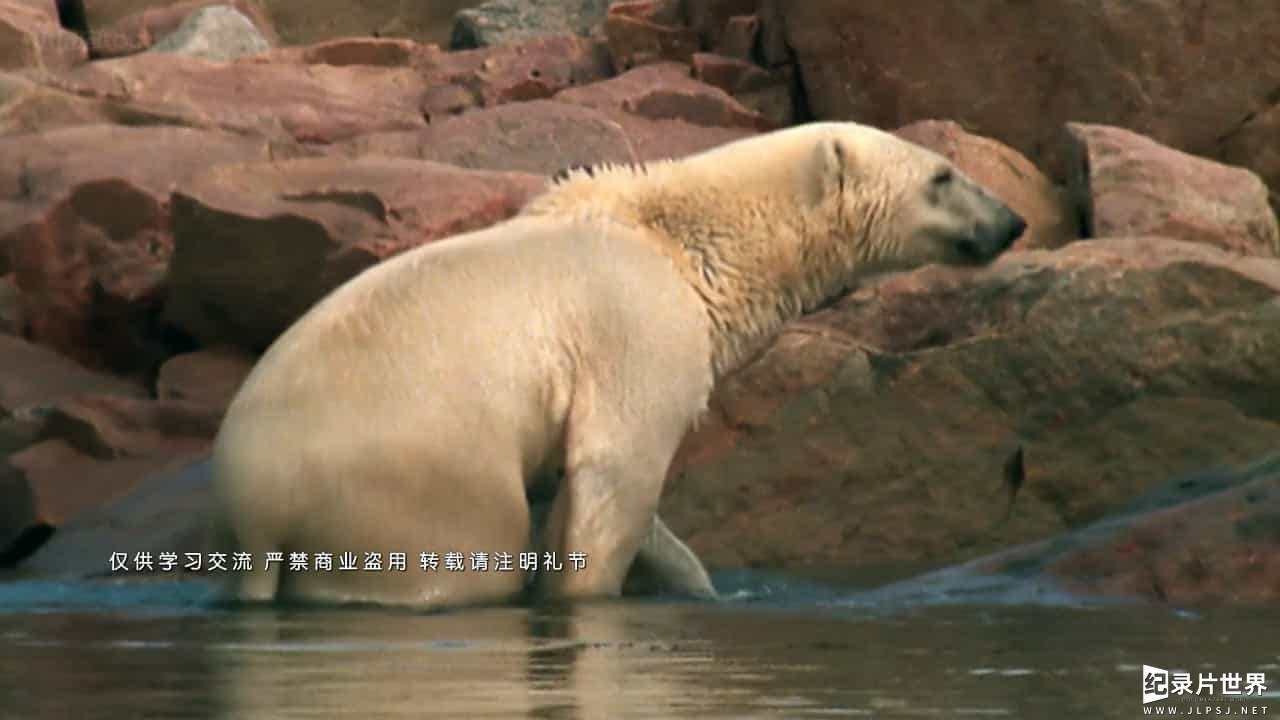 BBC纪录片《北极熊和灰熊 世界之极的熊 Bears on Top of the World》全1集