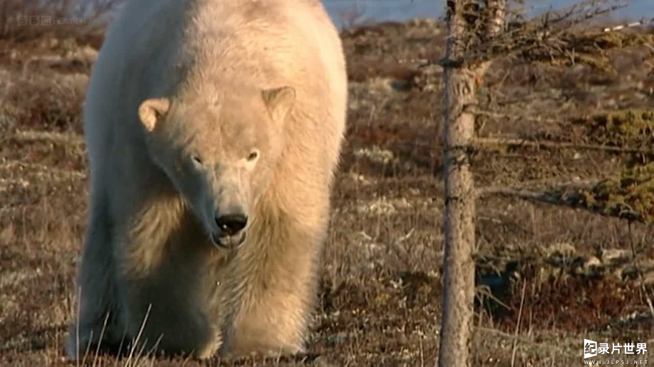 BBC纪录片《北极熊和灰熊 世界之极的熊 Bears on Top of the World》全1集