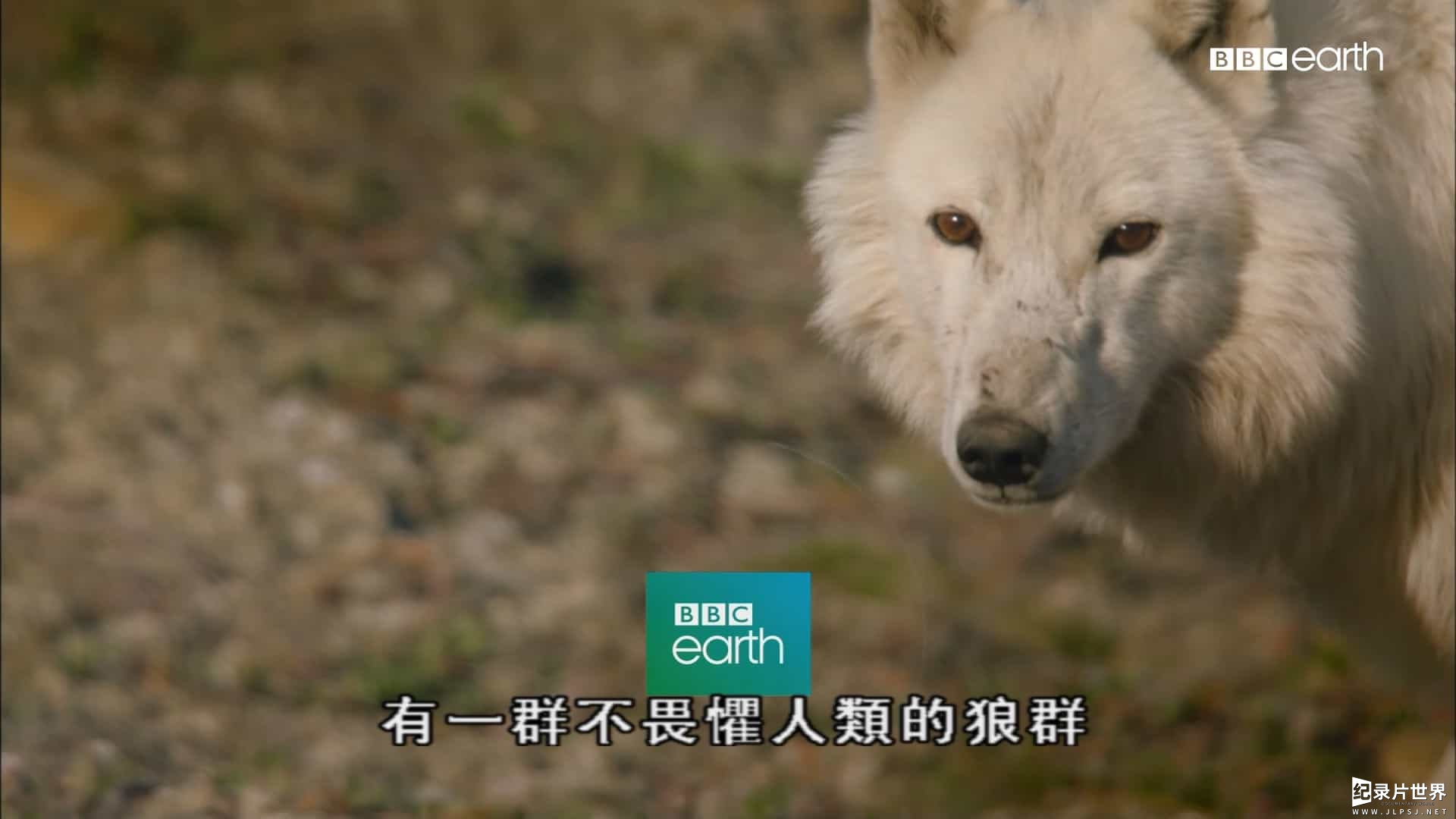 BBC纪录片《雪狼家族与我/北极狼家族与我/我和雪狼家族 The Snow Wolf Family & Me 》第1季