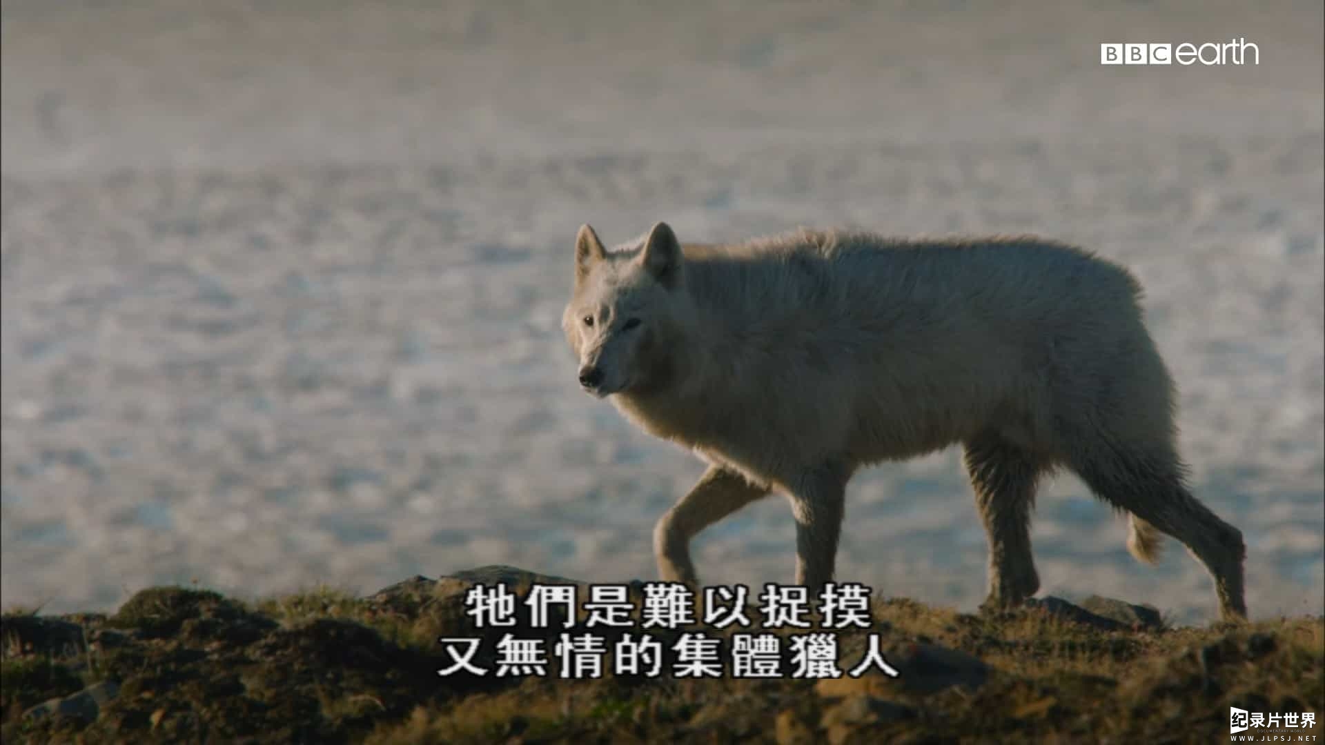 BBC纪录片《雪狼家族与我/北极狼家族与我/我和雪狼家族 The Snow Wolf Family & Me 》第1季